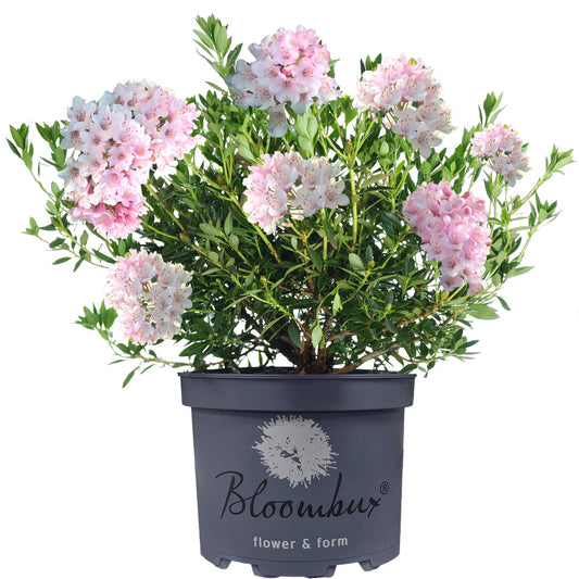 Rhododendron Bloombux Light Pink