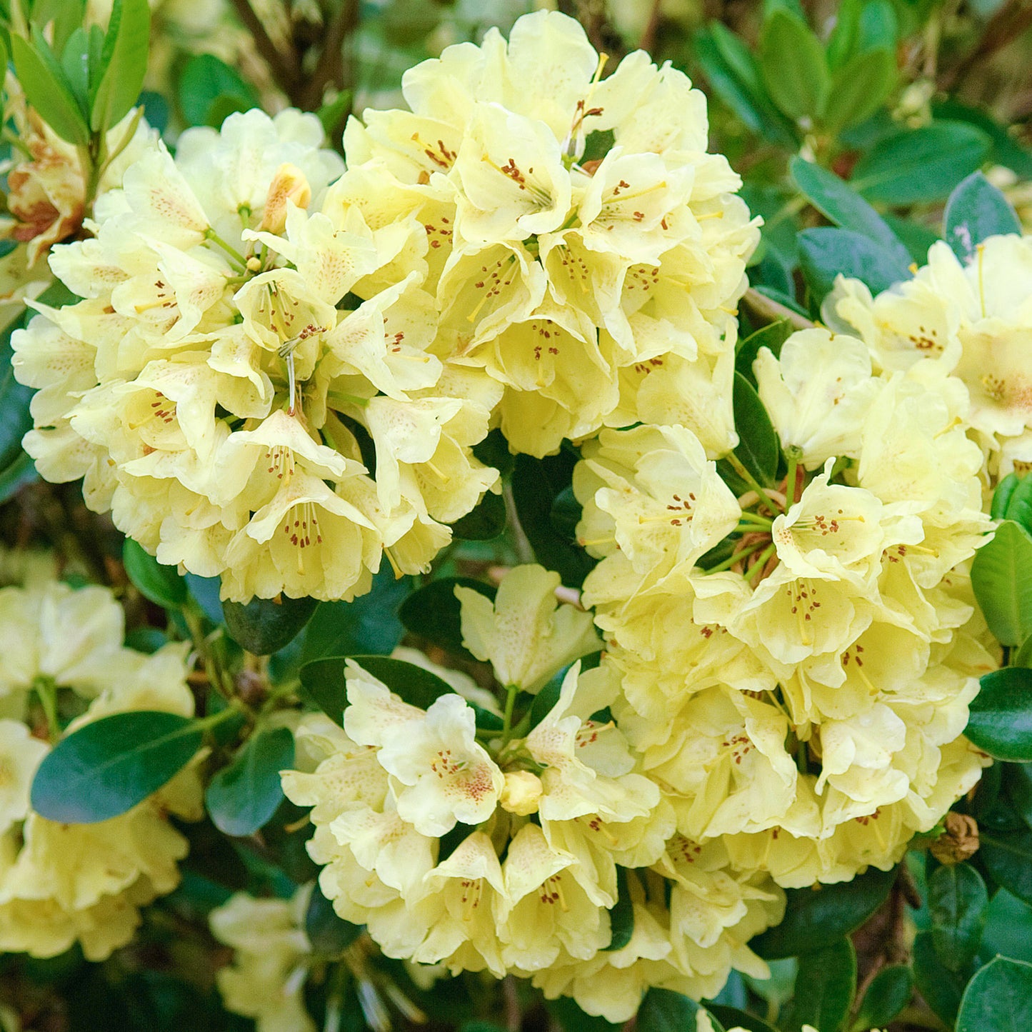 Rhododendron Goldkrone