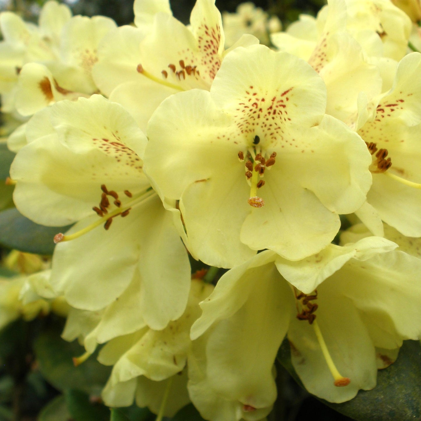 Rhododendron Goldkrone