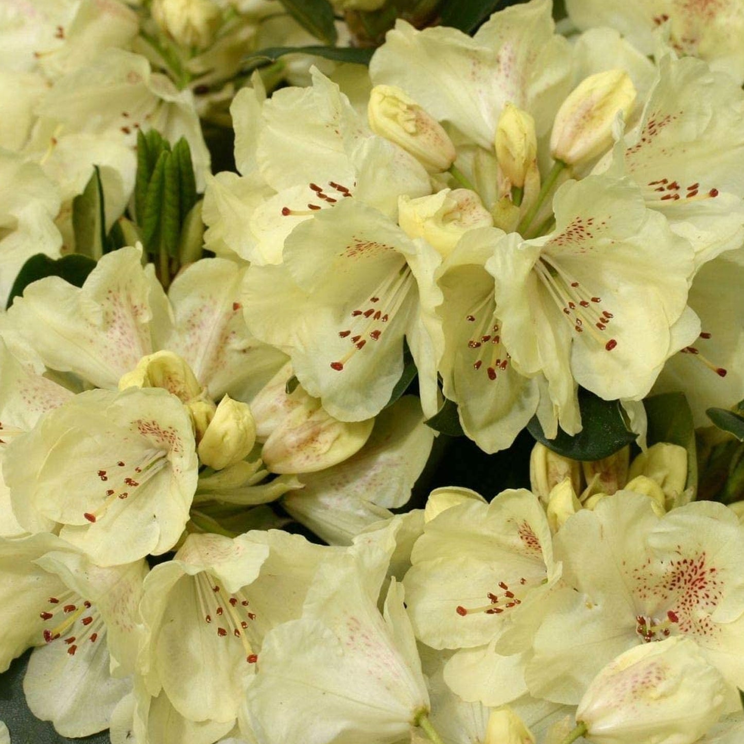 Rhododendron Goldkrone