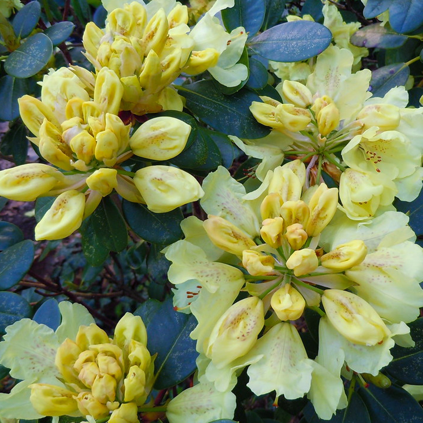 Rhododendron Goldkrone