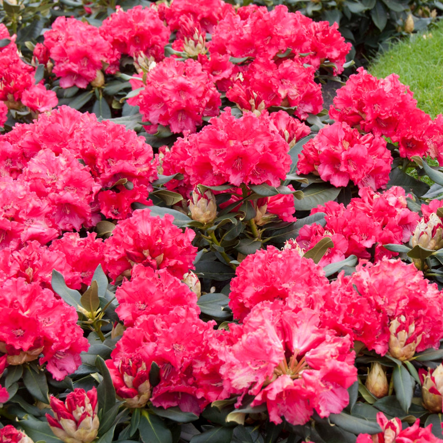 Rhododendron Markeetas Prize