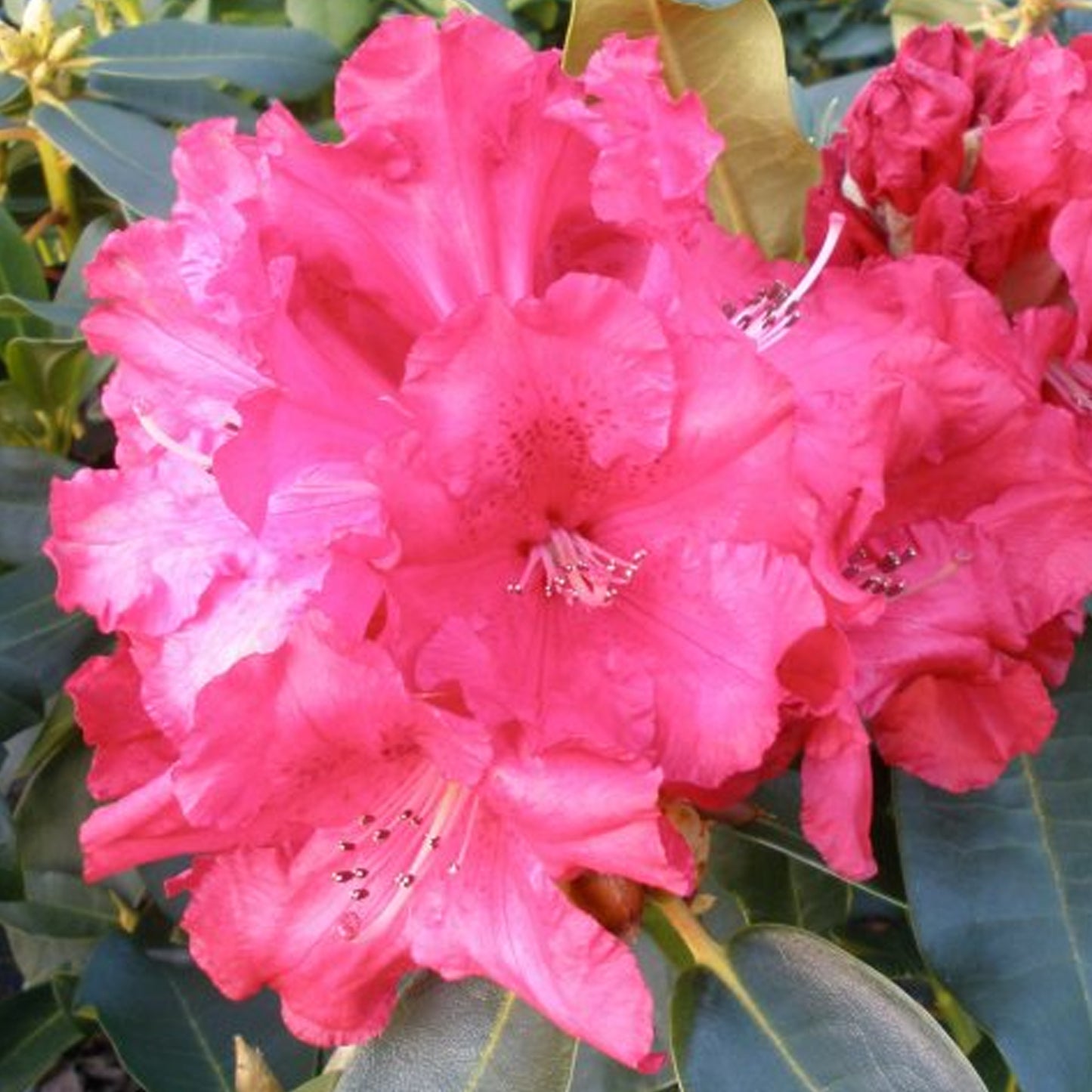 Rhododendron Markeetas Prize