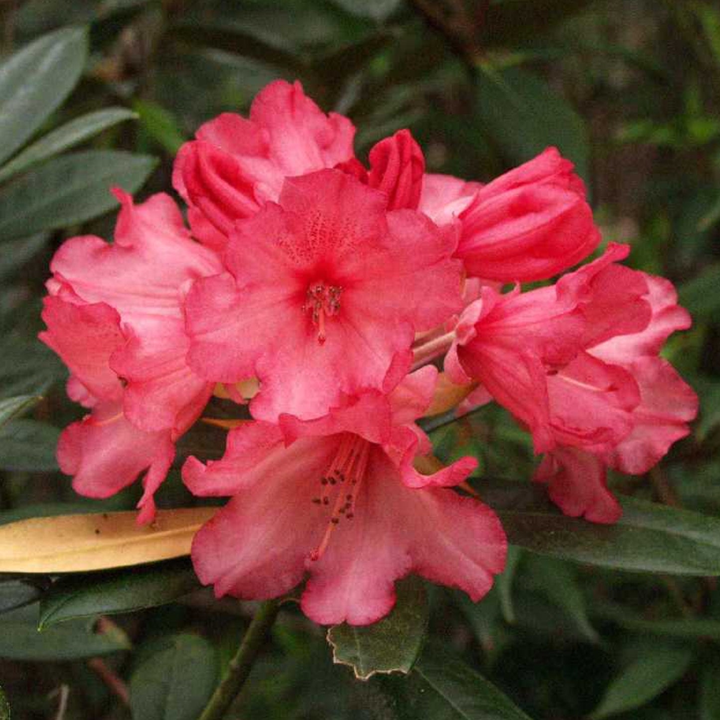 Rhododendron Markeetas Prize