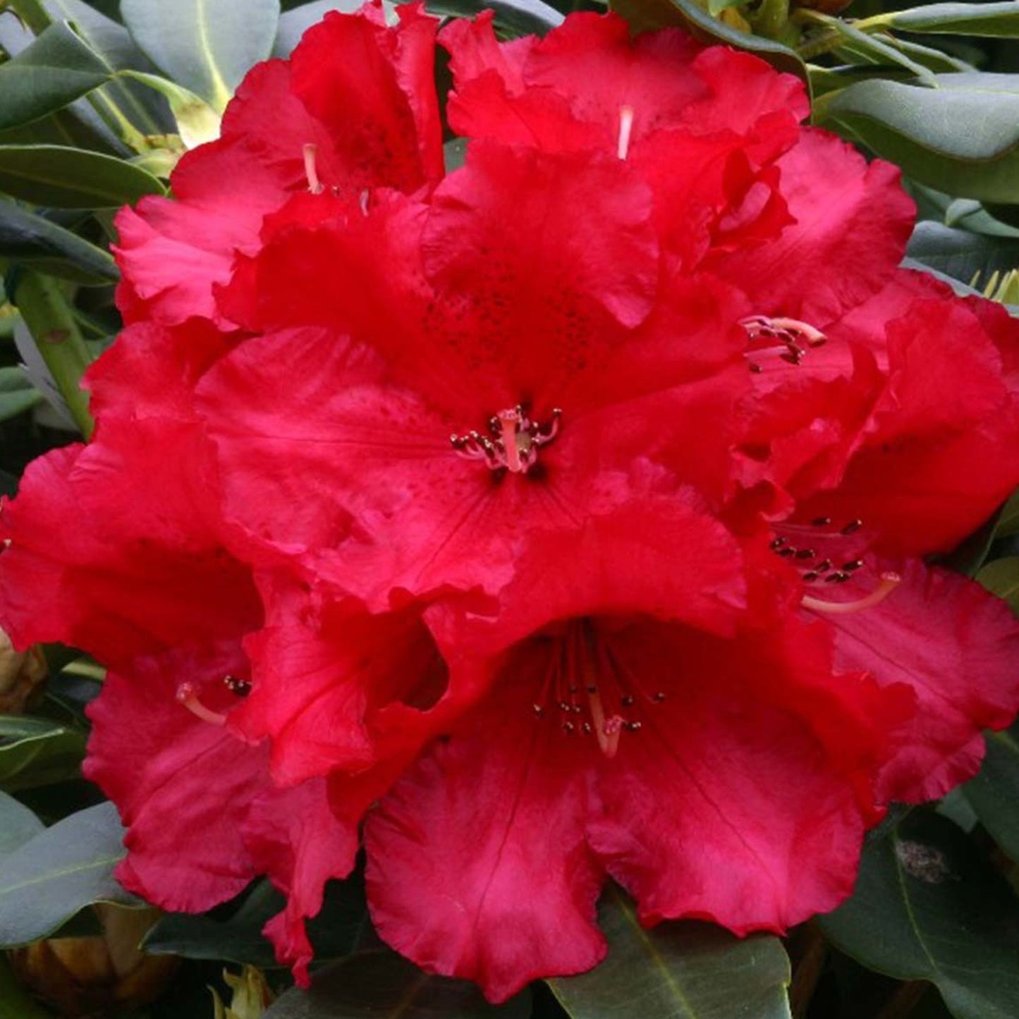 Rhododendron Markeetas Prize