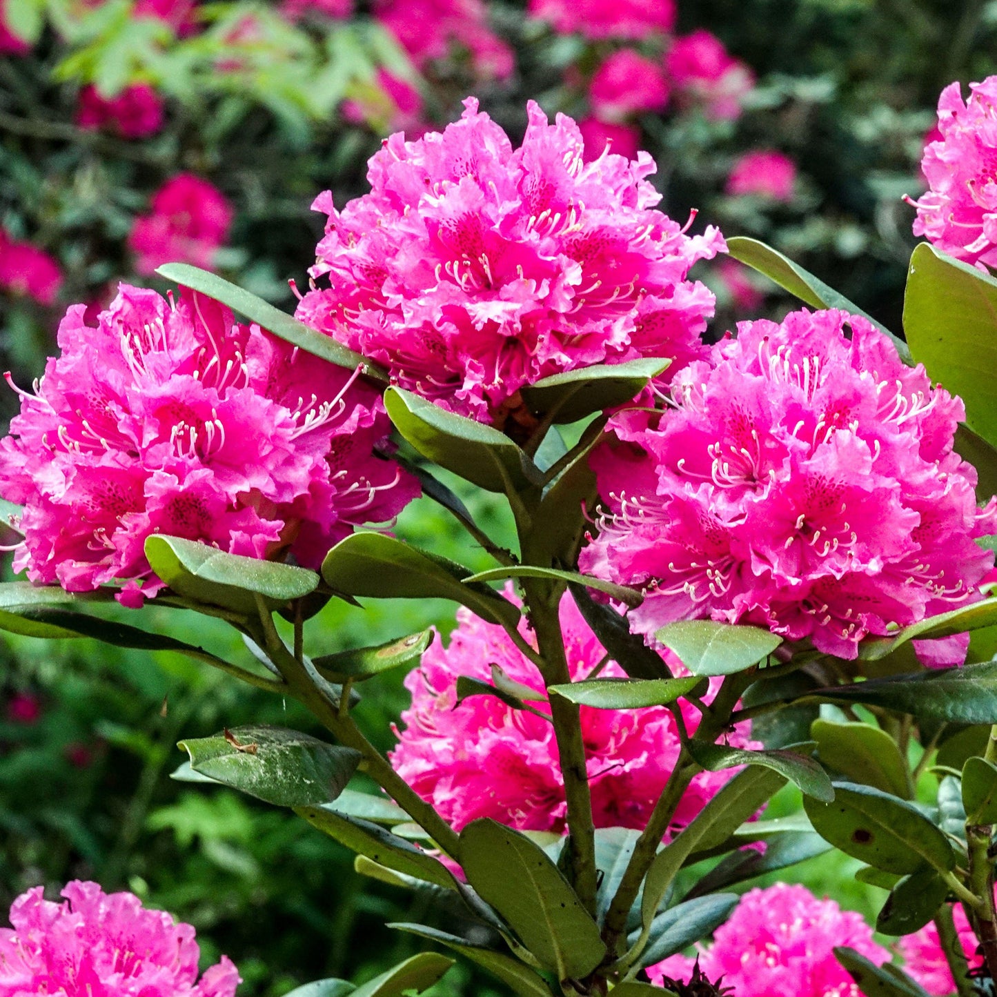 Rhododendron Rocket