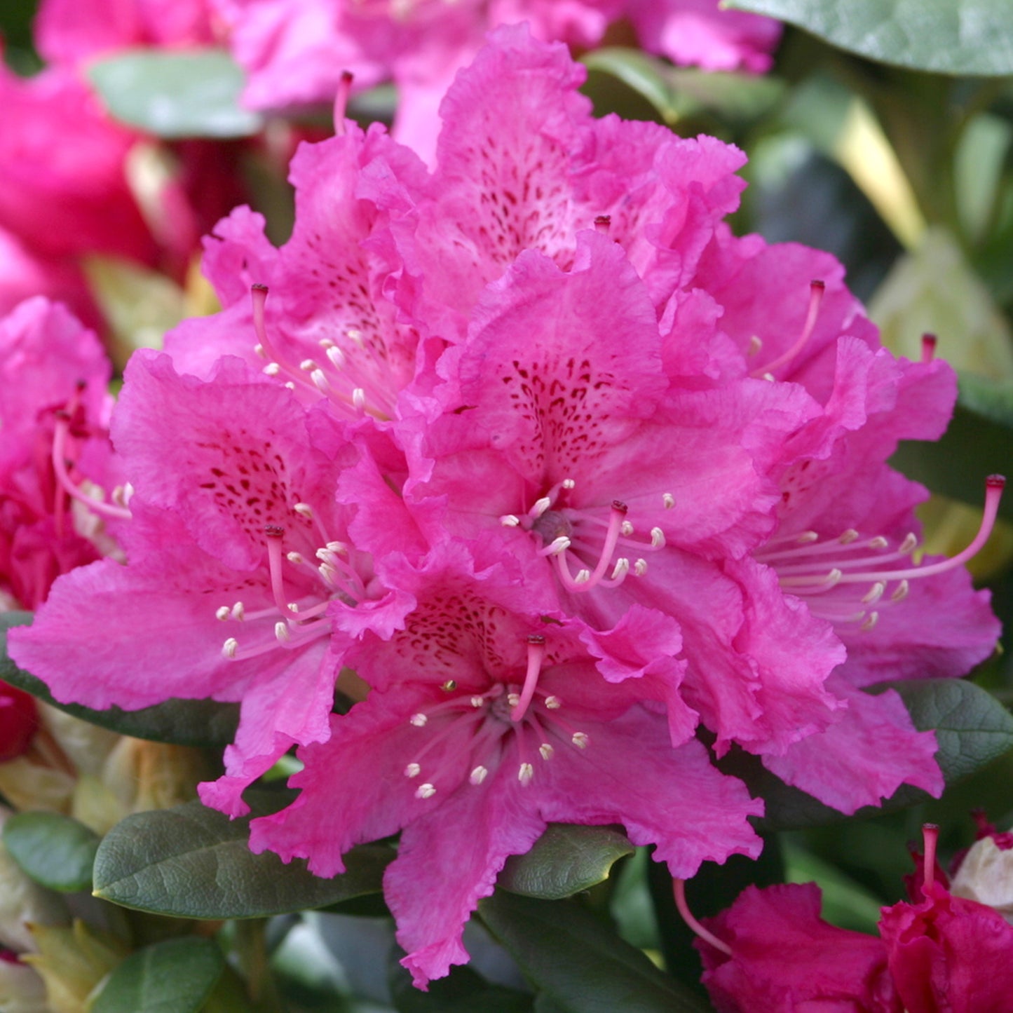 Rhododendron Rocket