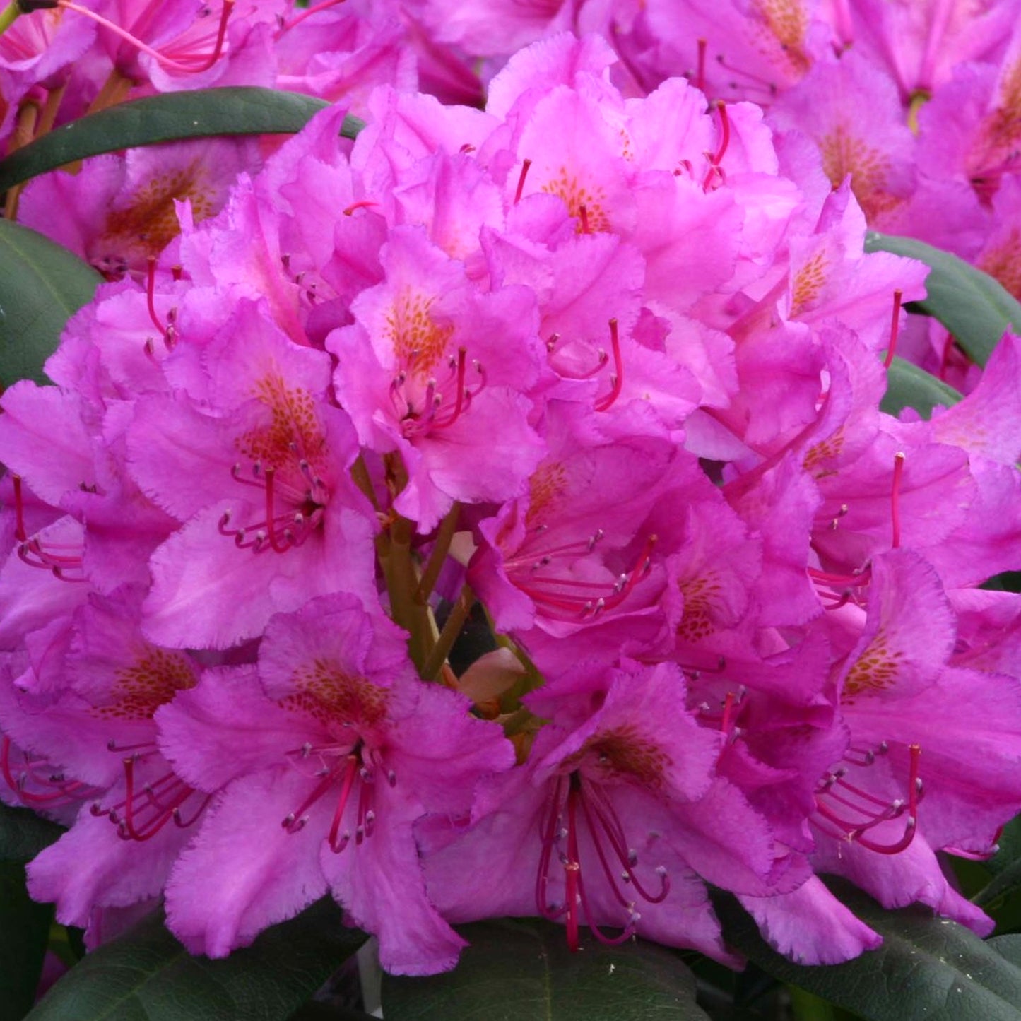 Rhododendron Rocket