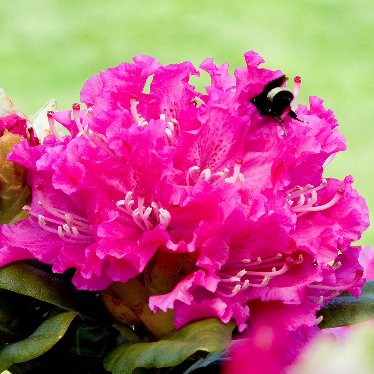 Rhododendron Rocket