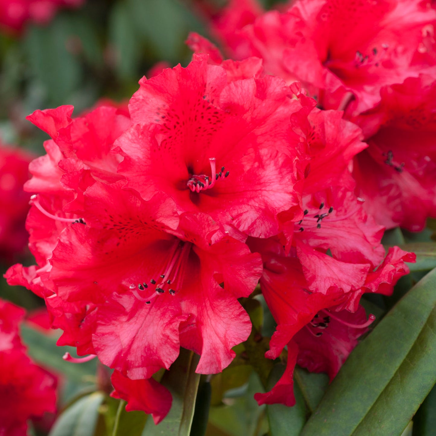 Rhododendron Taurus