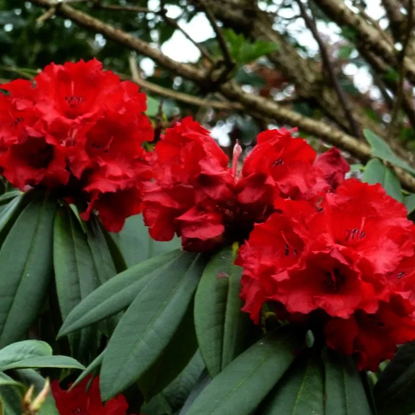 Rhododendron Taurus