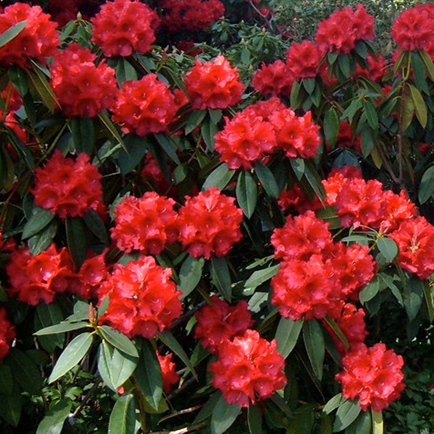 Rhododendron Taurus