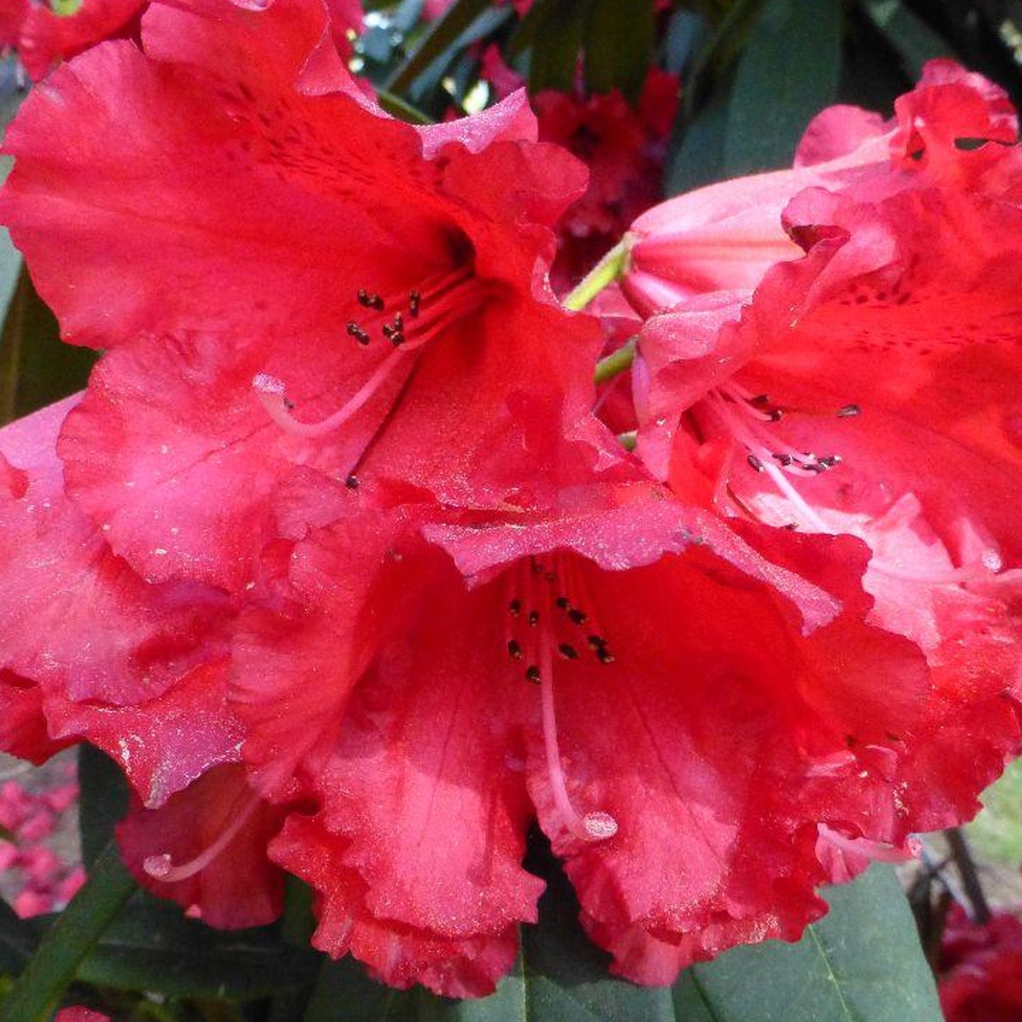 Rhododendron Taurus