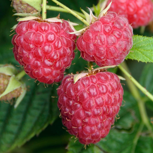 Raspberry Preussen