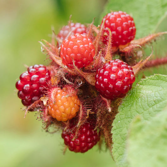 Wineberry