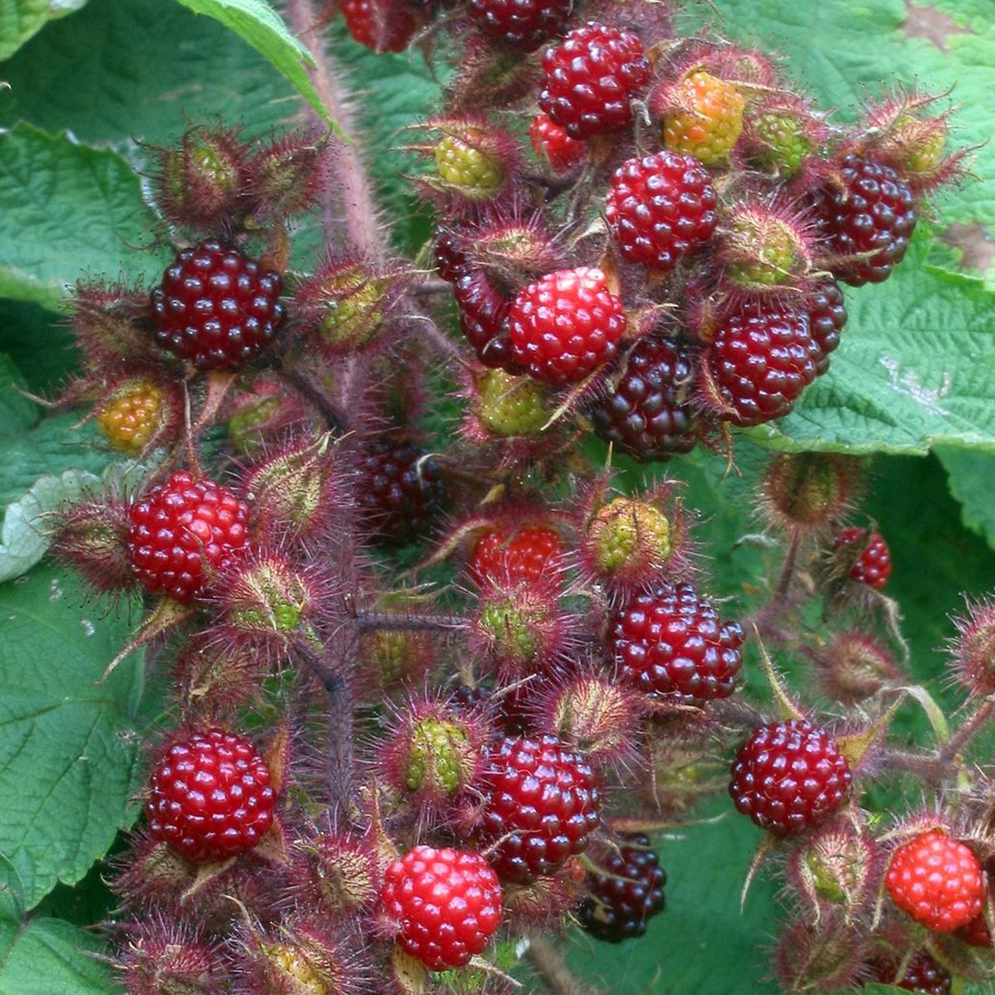 Wineberry