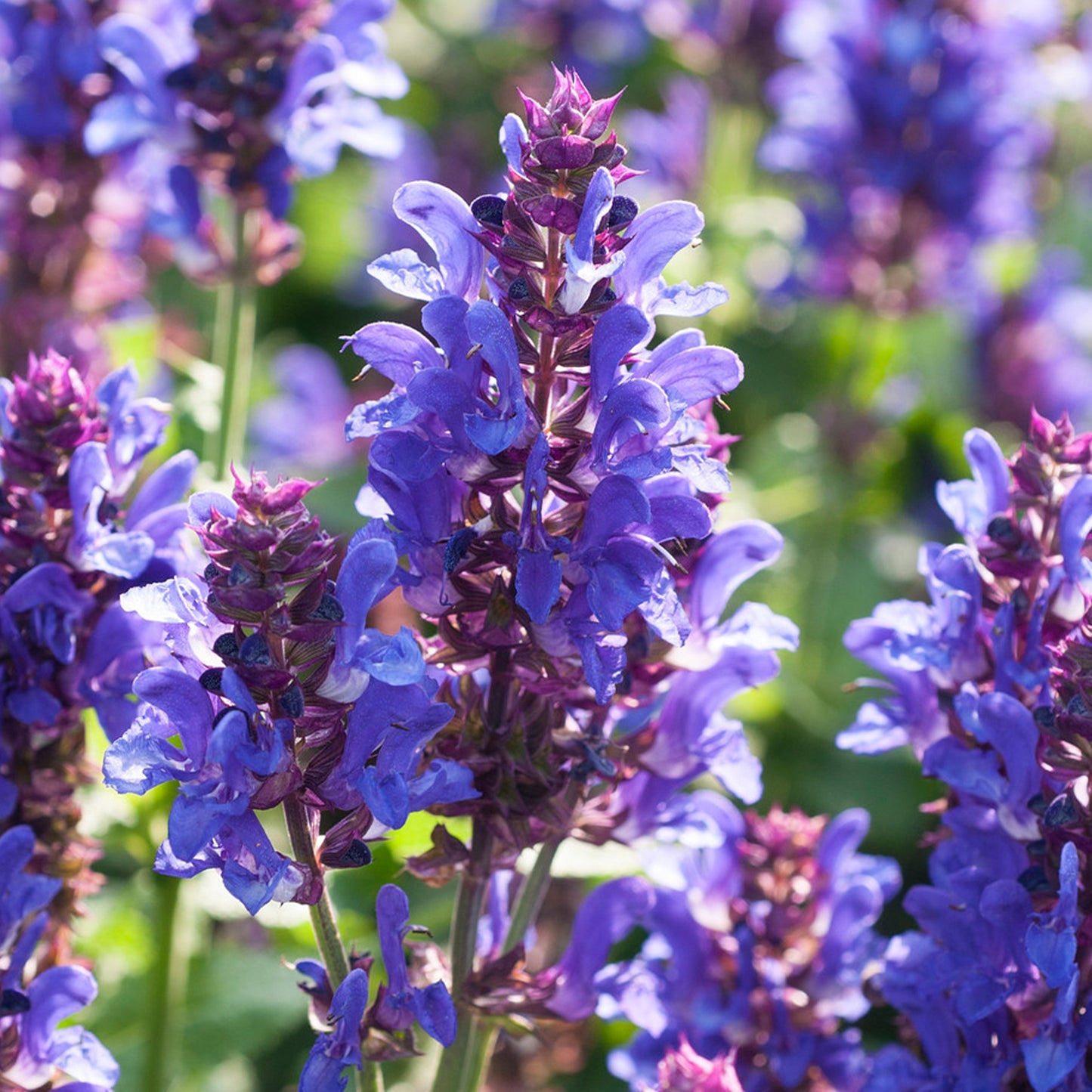 Salvia Blue Marvel