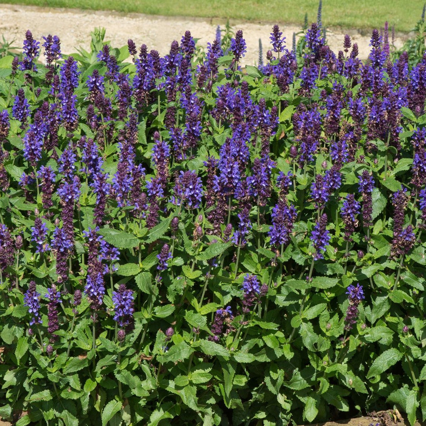 Salvia Blue Marvel