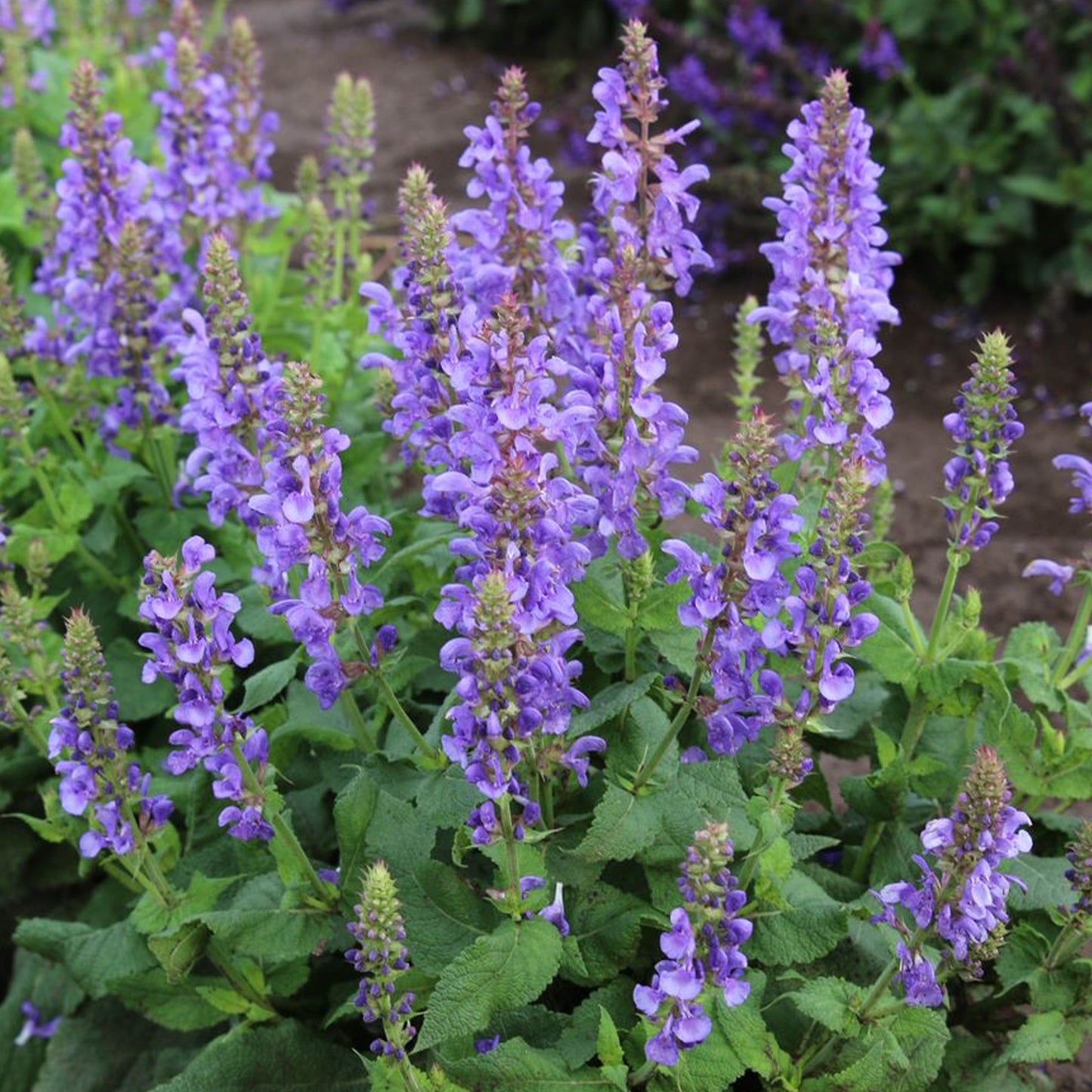 Salvia Blue Marvel