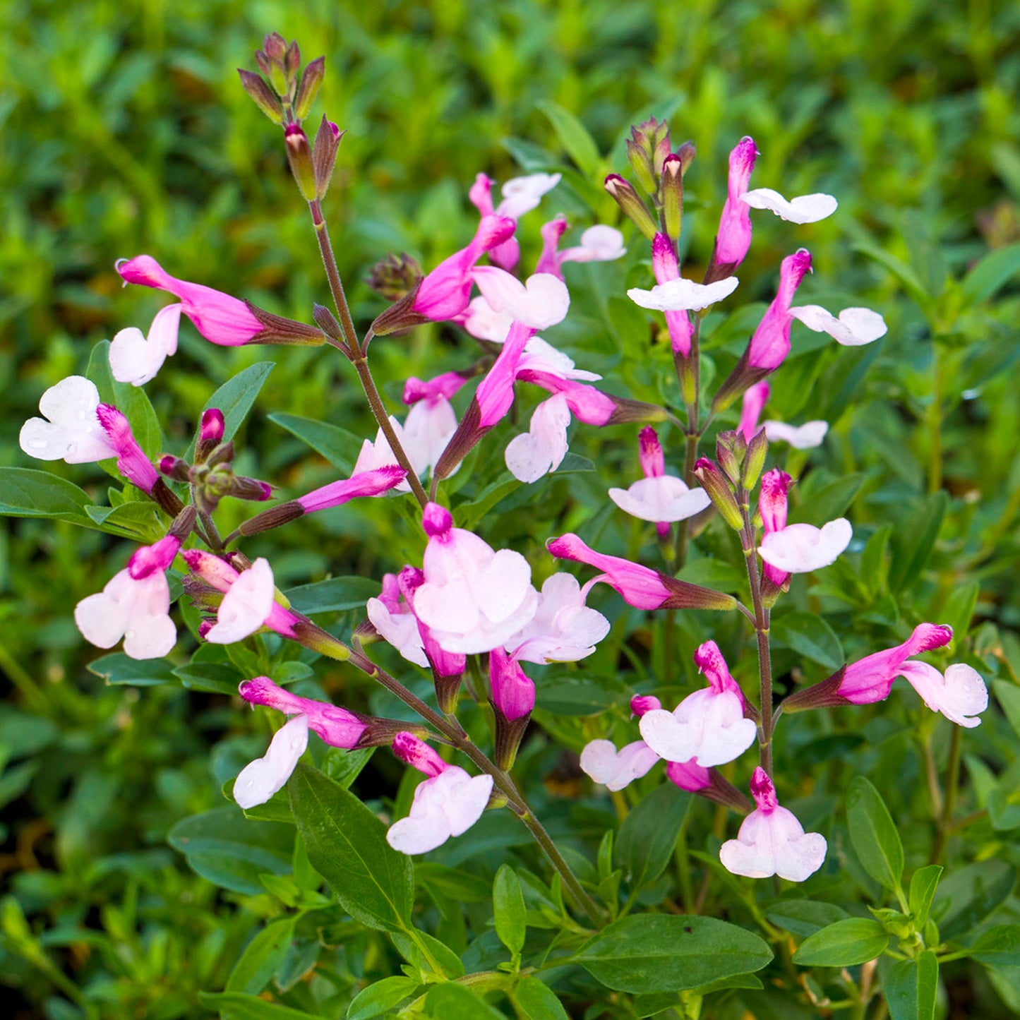 Salvia Joy