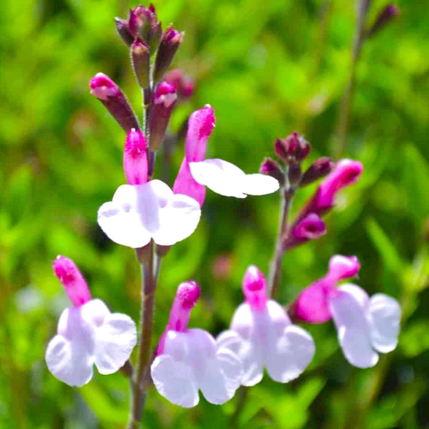 Salvia Joy