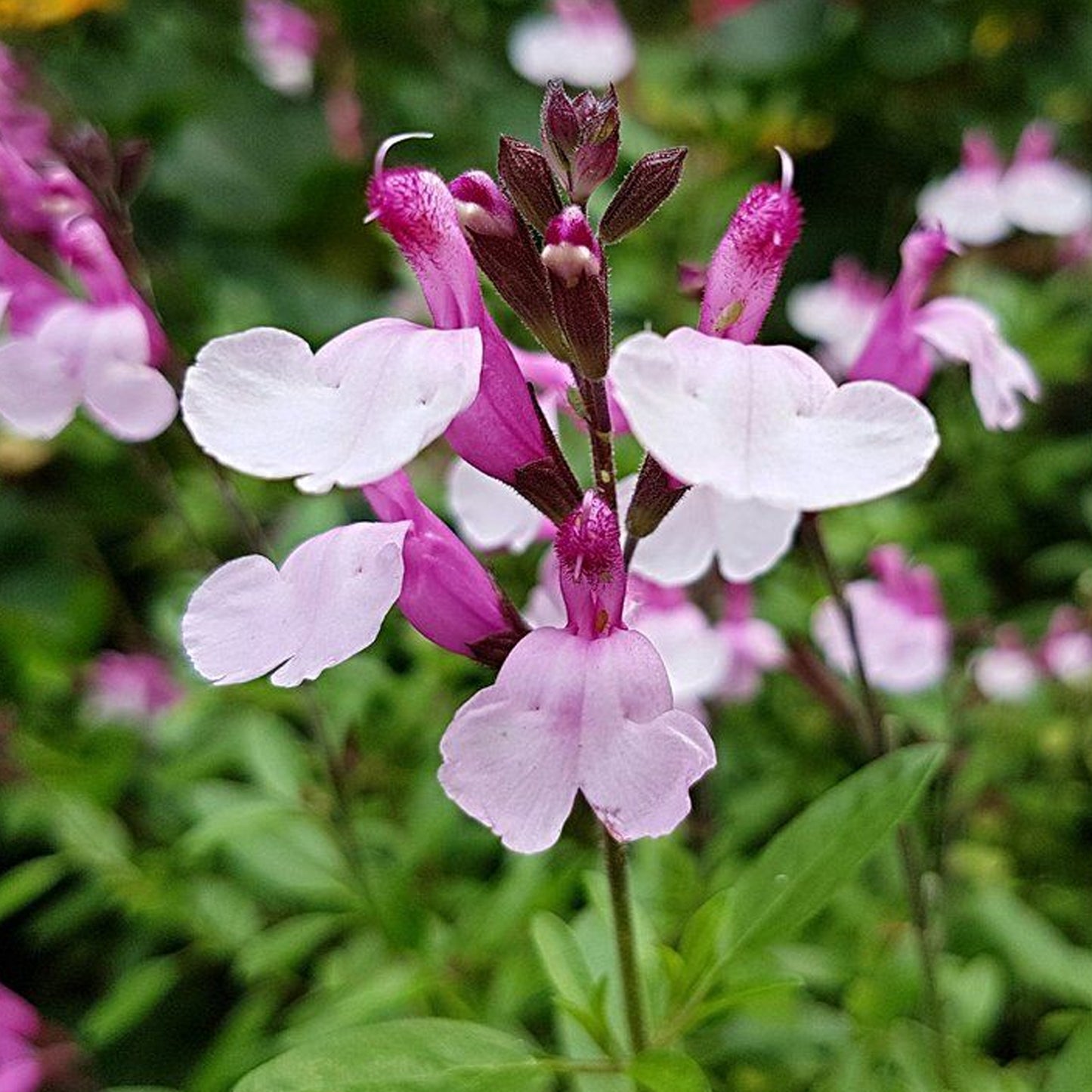 Salvia Joy