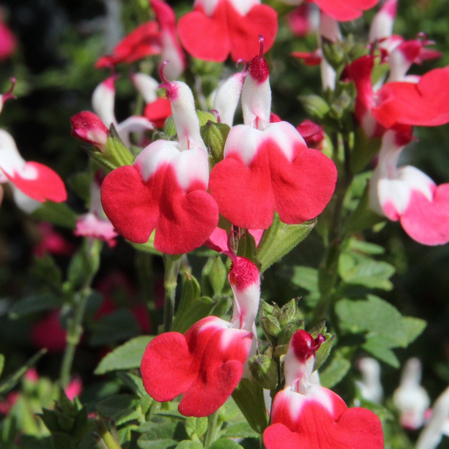 Salvia Little Kiss