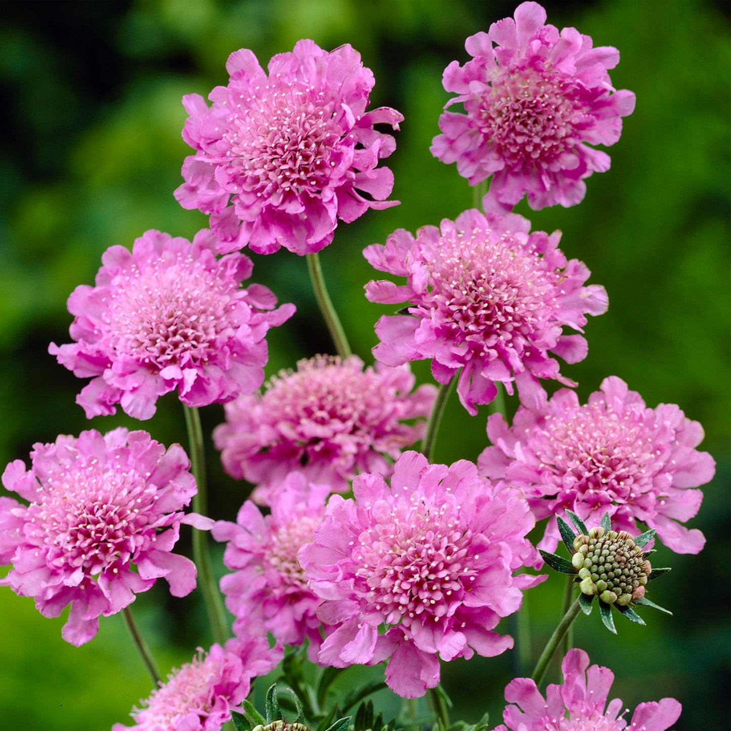 Scabiosa Pink Mist