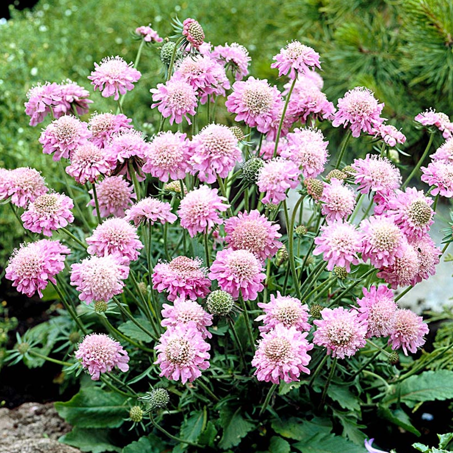 Scabiosa Pink Mist