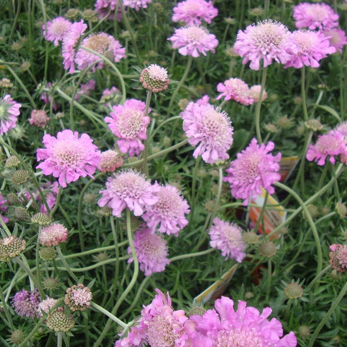 Scabiosa Pink Mist