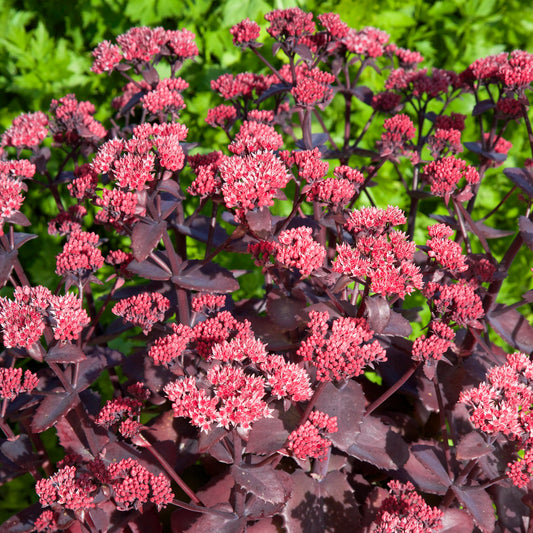 Sedum Chocolate Cherry