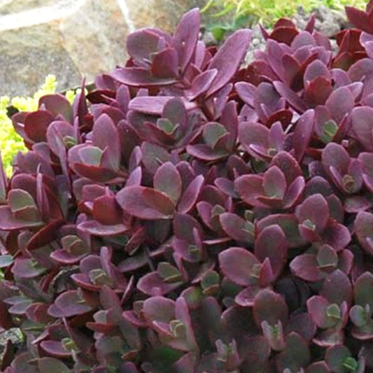 Sedum Firecracker