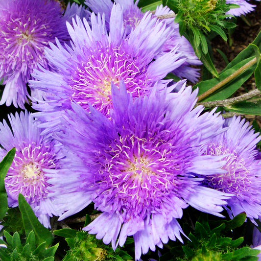 Stokesia MiniMel