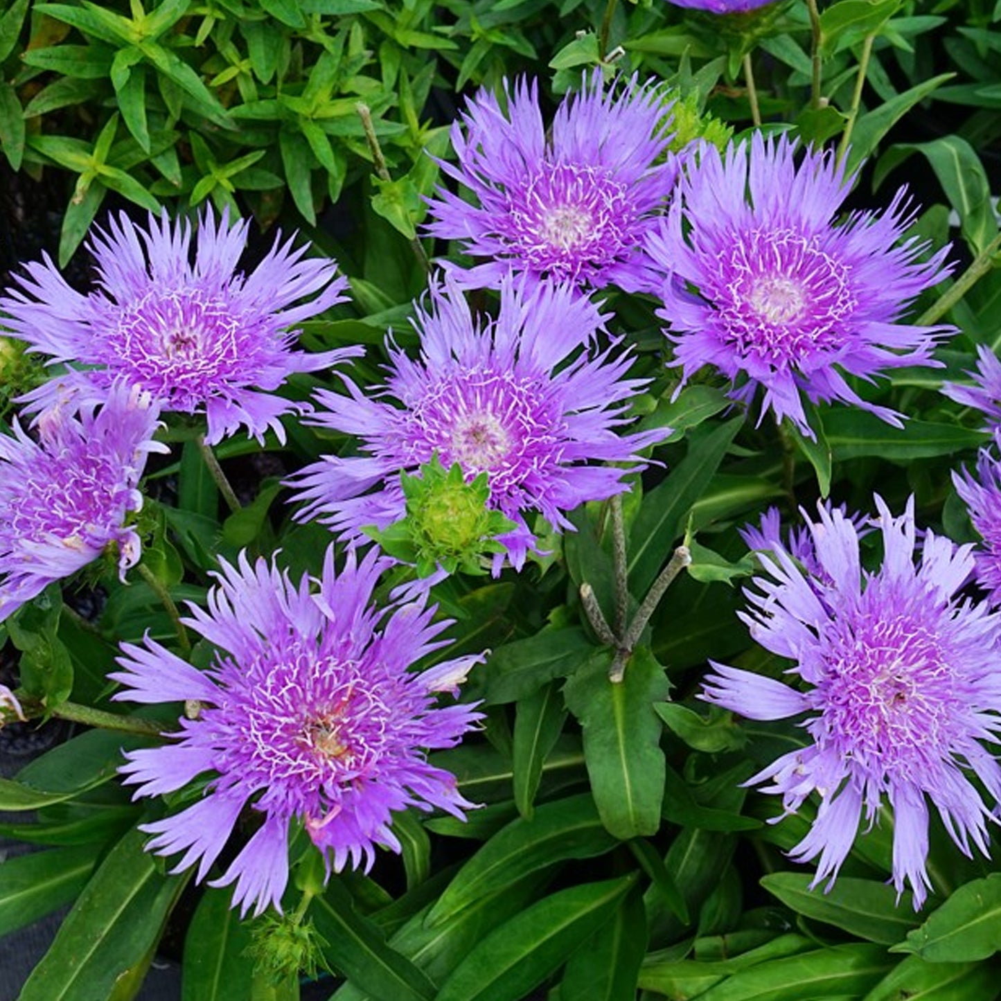 Stokesia MiniMel