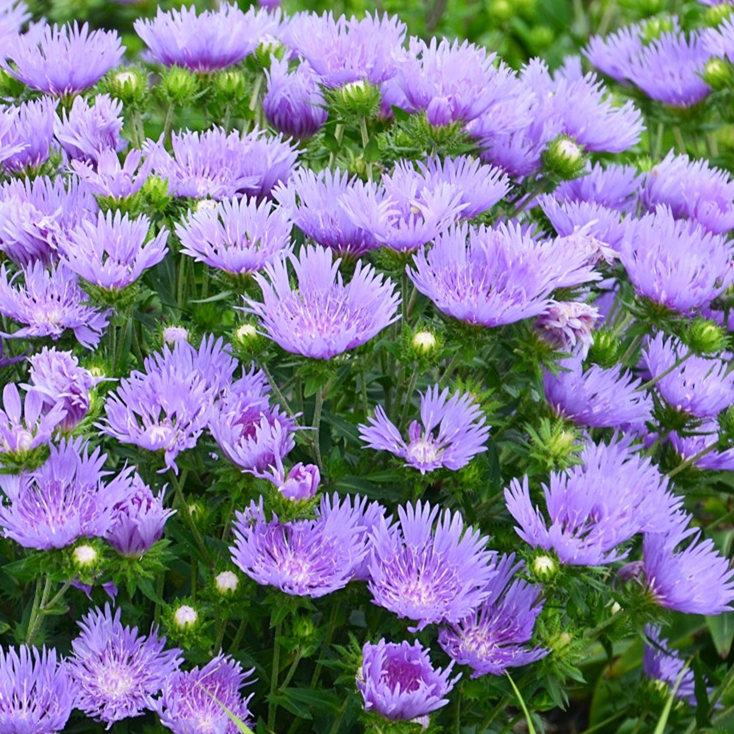 Stokesia MiniMel