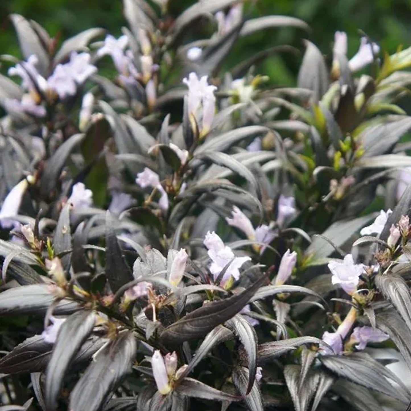 Strobilanthes Brunetthy