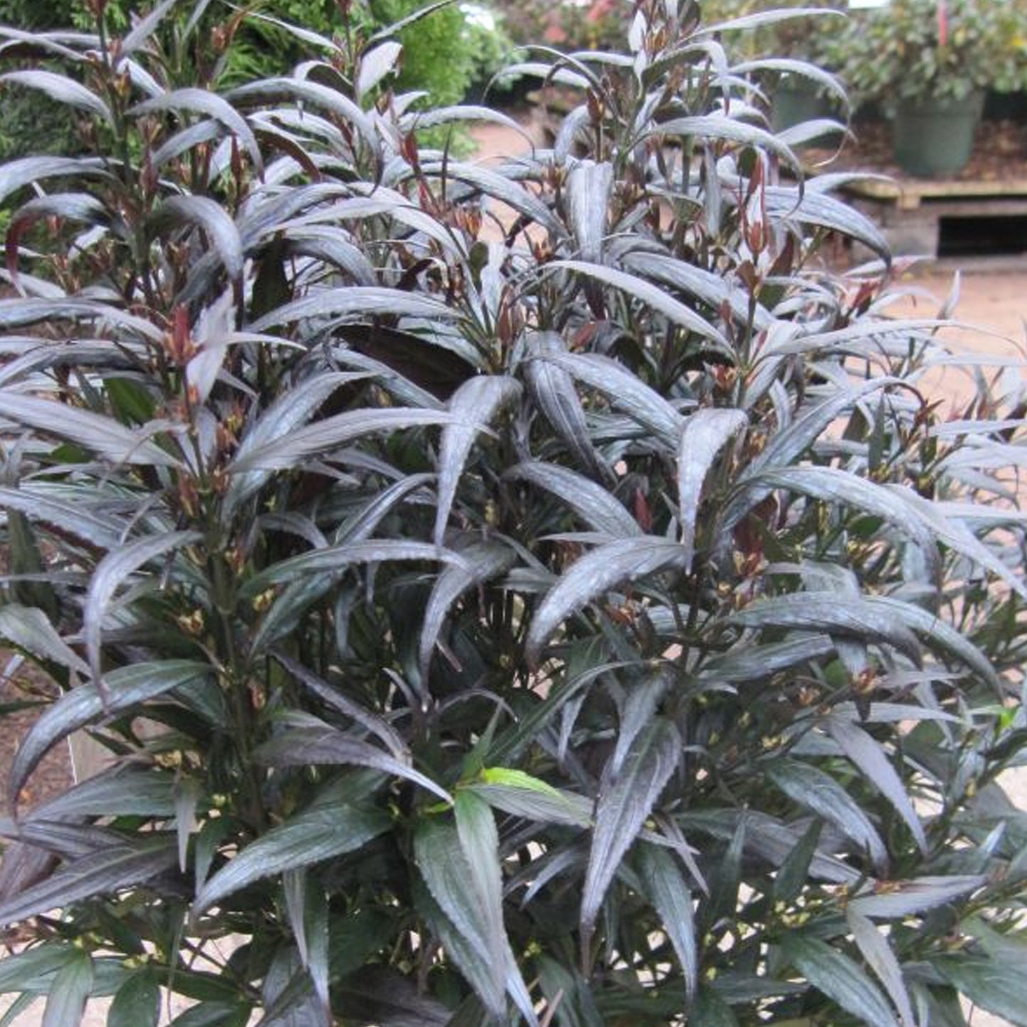 Strobilanthes Brunetthy