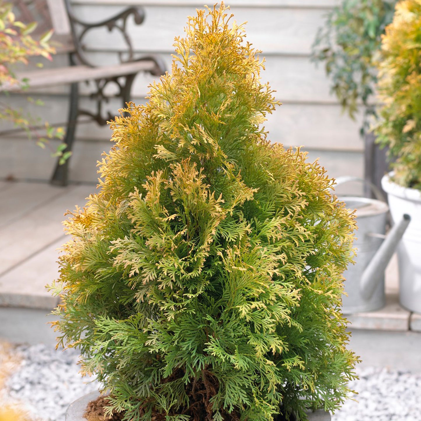 Thuja Golden Anne