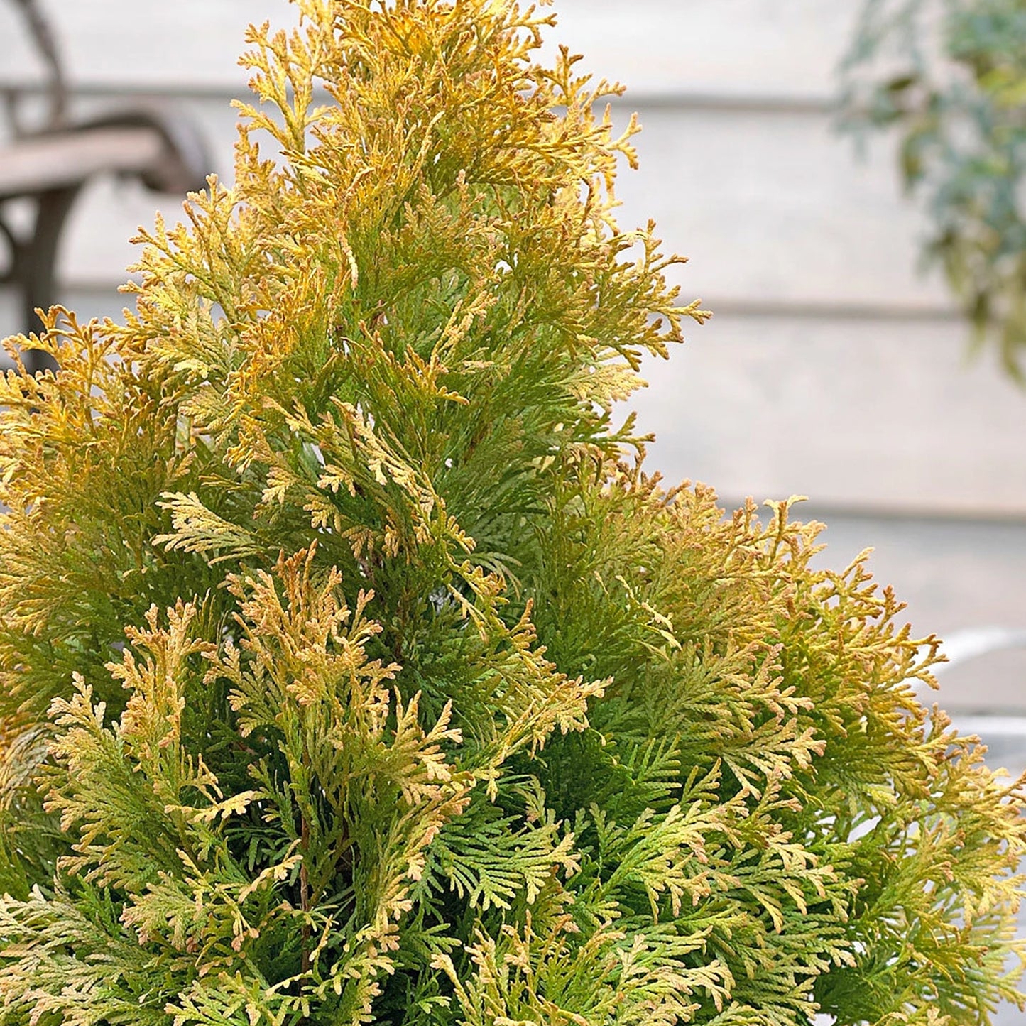 Thuja Golden Anne