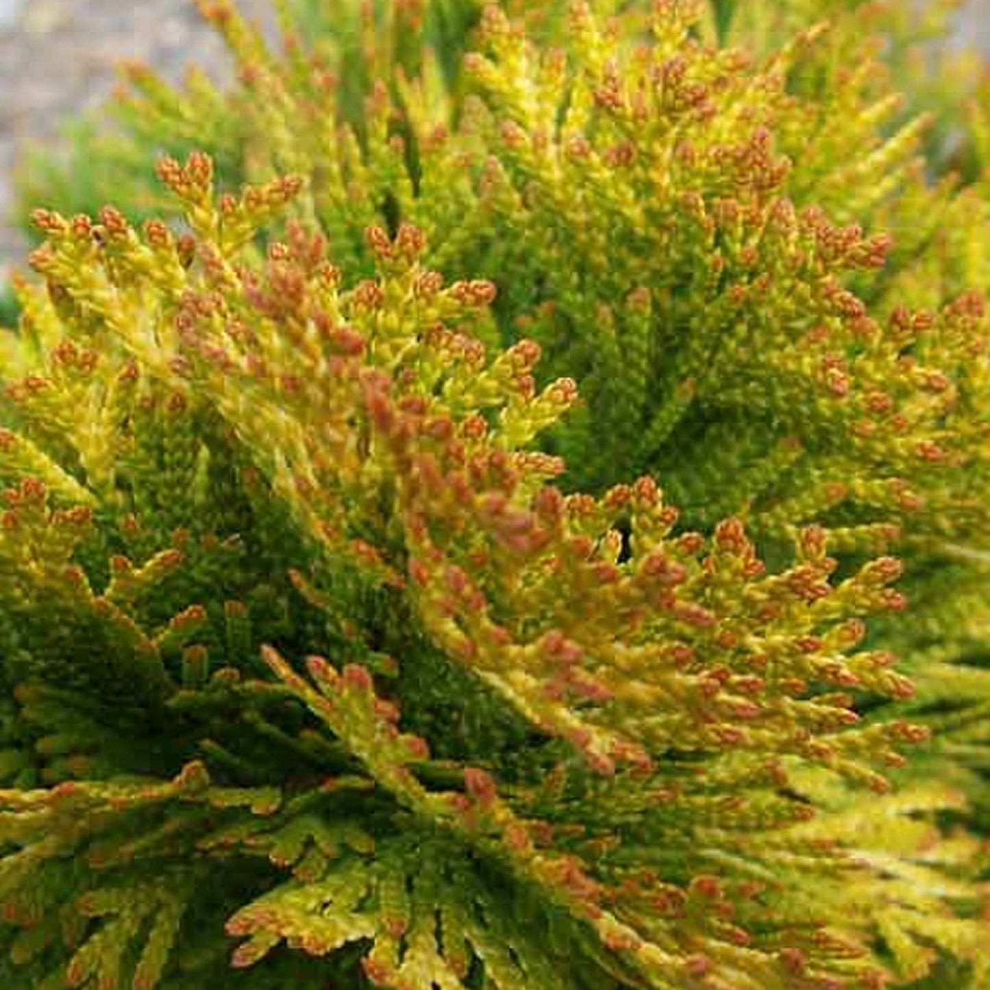 Thuja Golden Anne