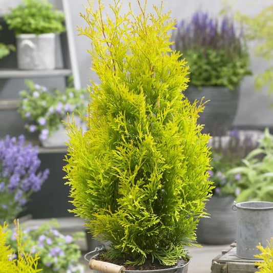 Thuja Golden Smaragd