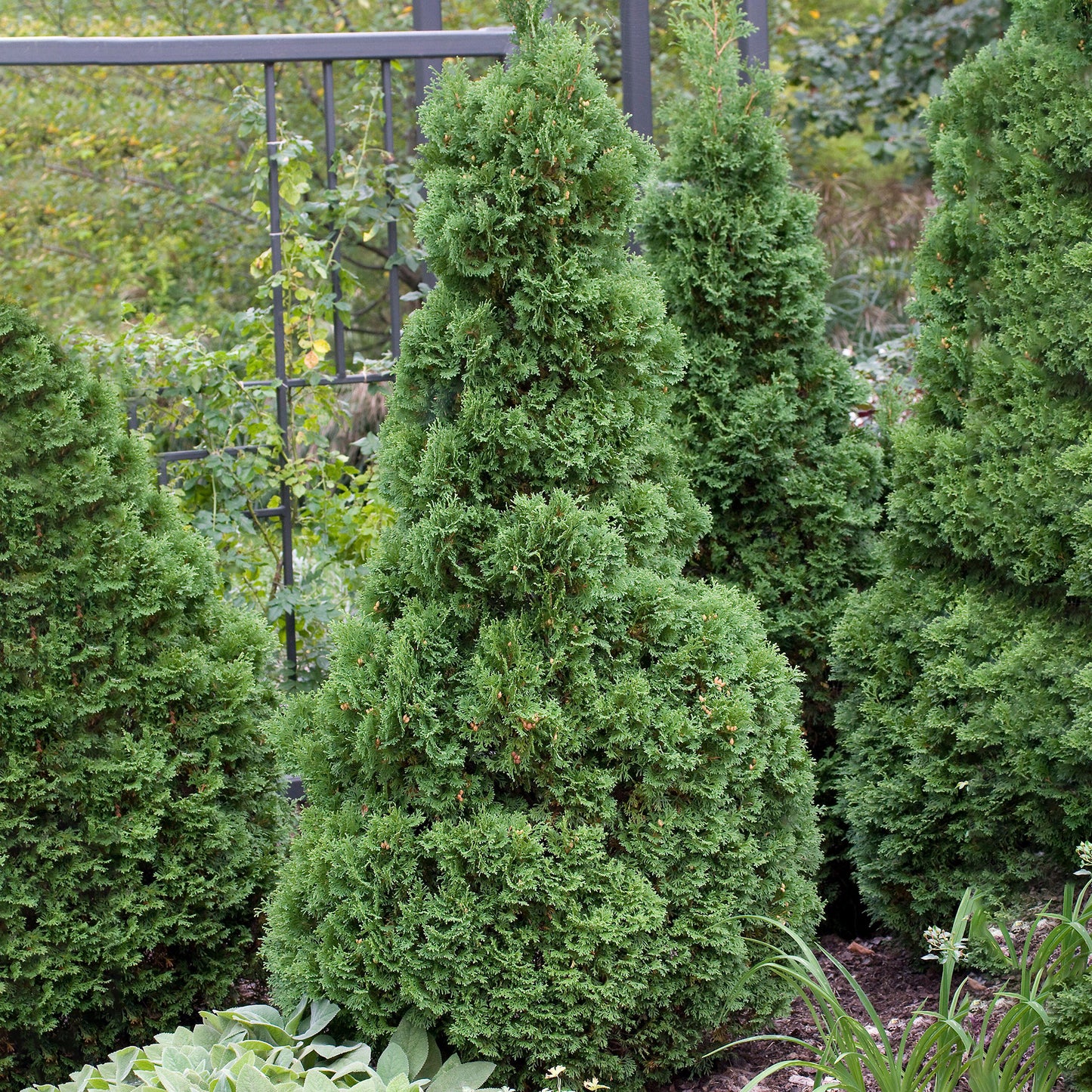 Thuja Holmstrup