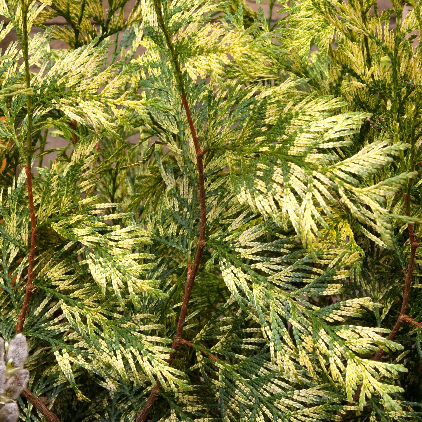 Thuja Zebrina