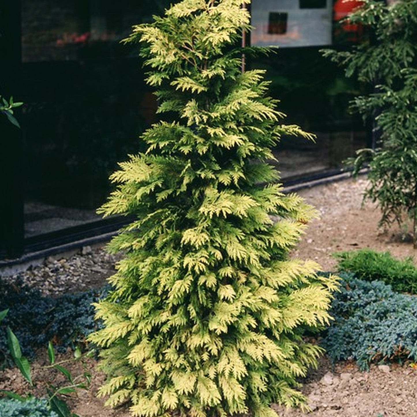 Thuja Zebrina