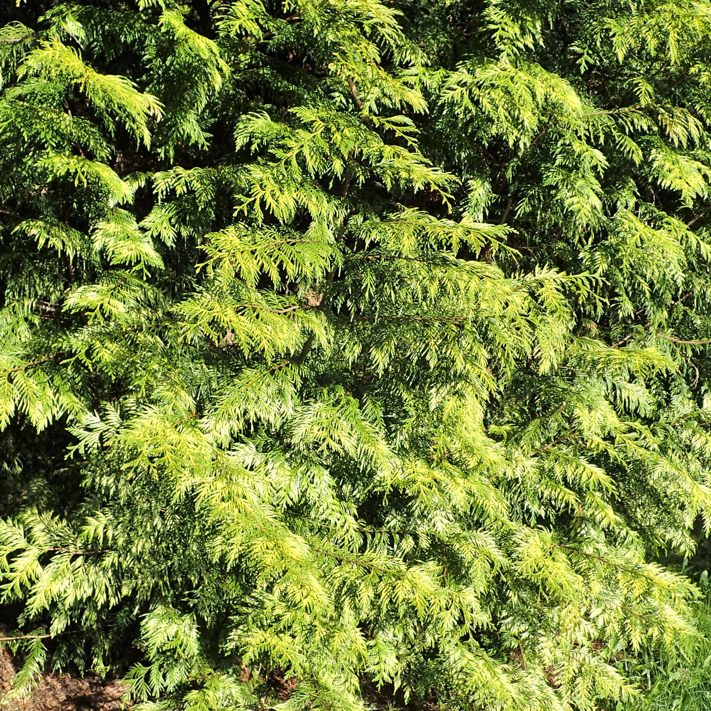 Thuja Zebrina