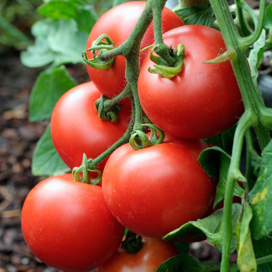 Tomatoes Alicante