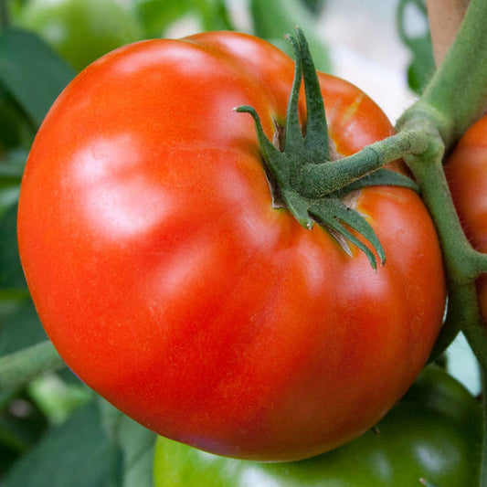 Tomatoes Big Boy