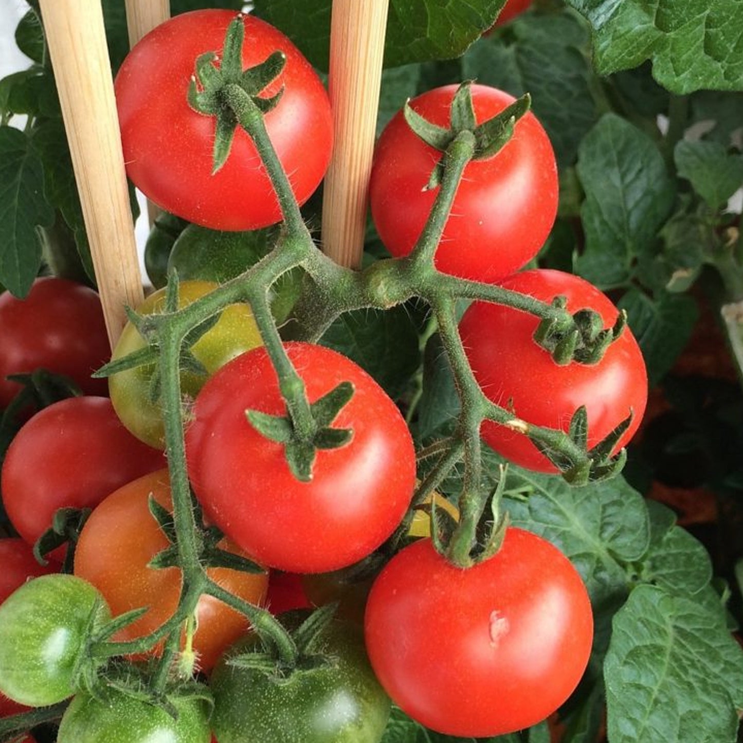Tomatoes Moneymaker