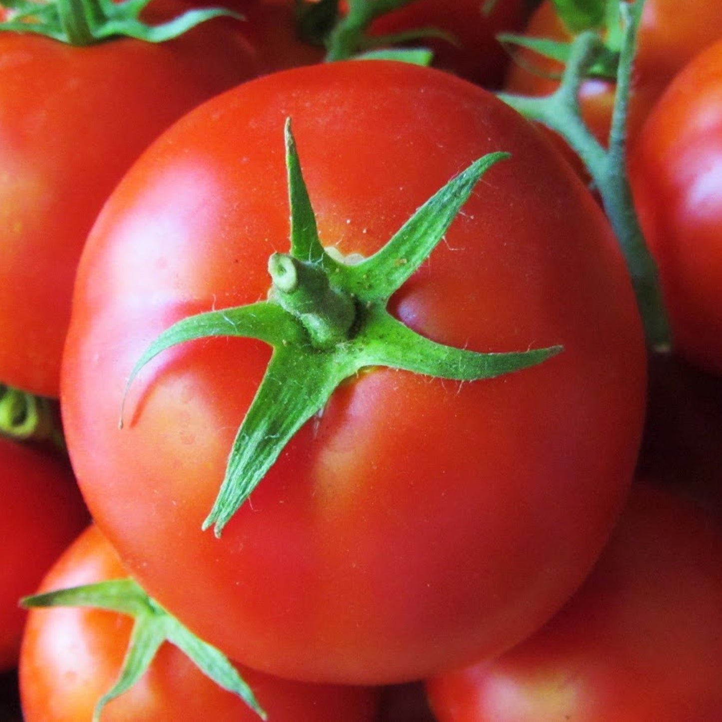 Tomatoes Shirley