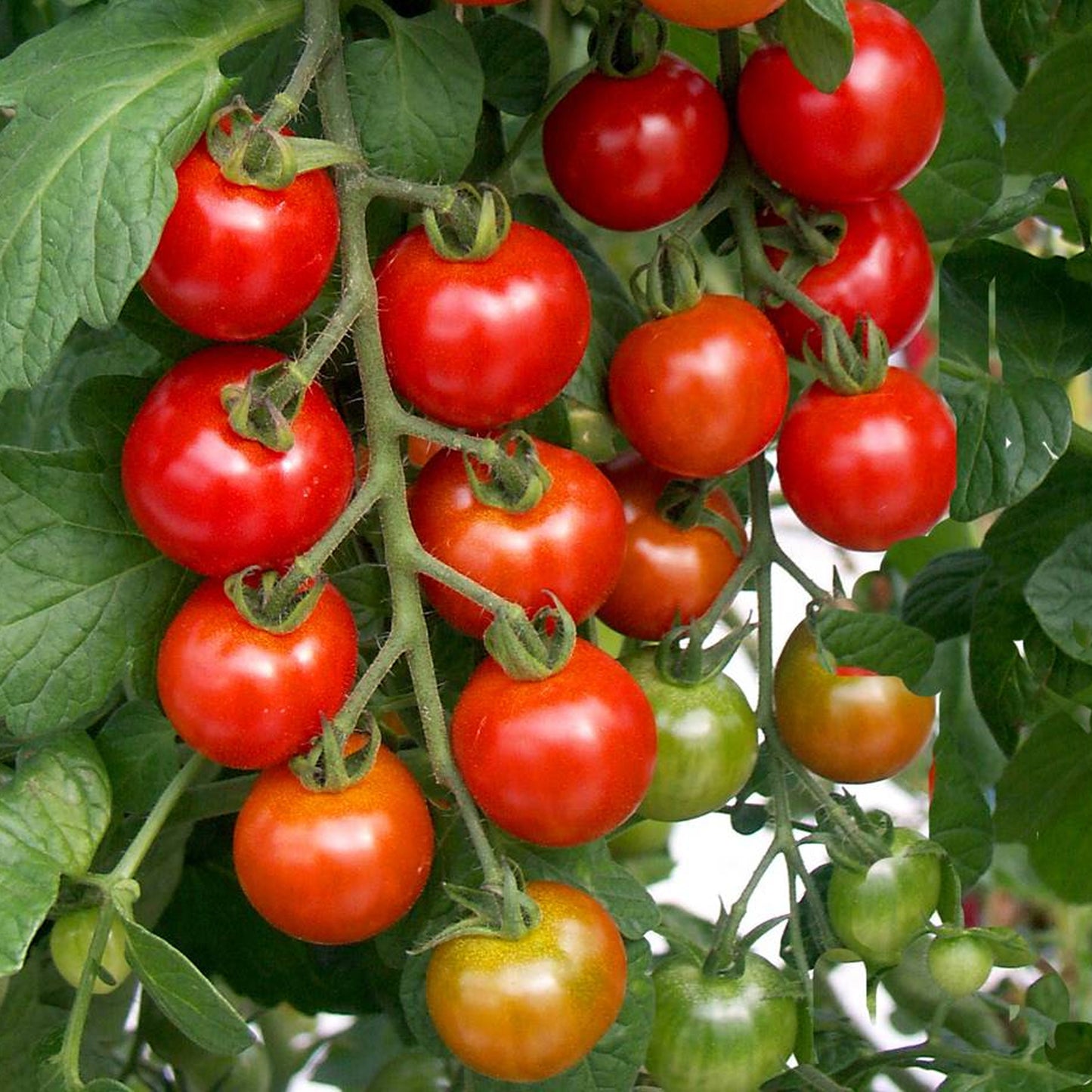 Tomatoes Shirley